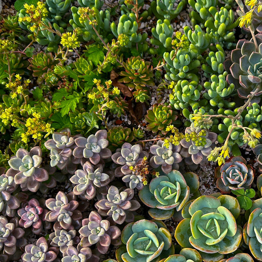 Mélange de plantes vivaces de rocaille couvre-sol, différentes couleurs et textures, parfait pour un jardin rustique.