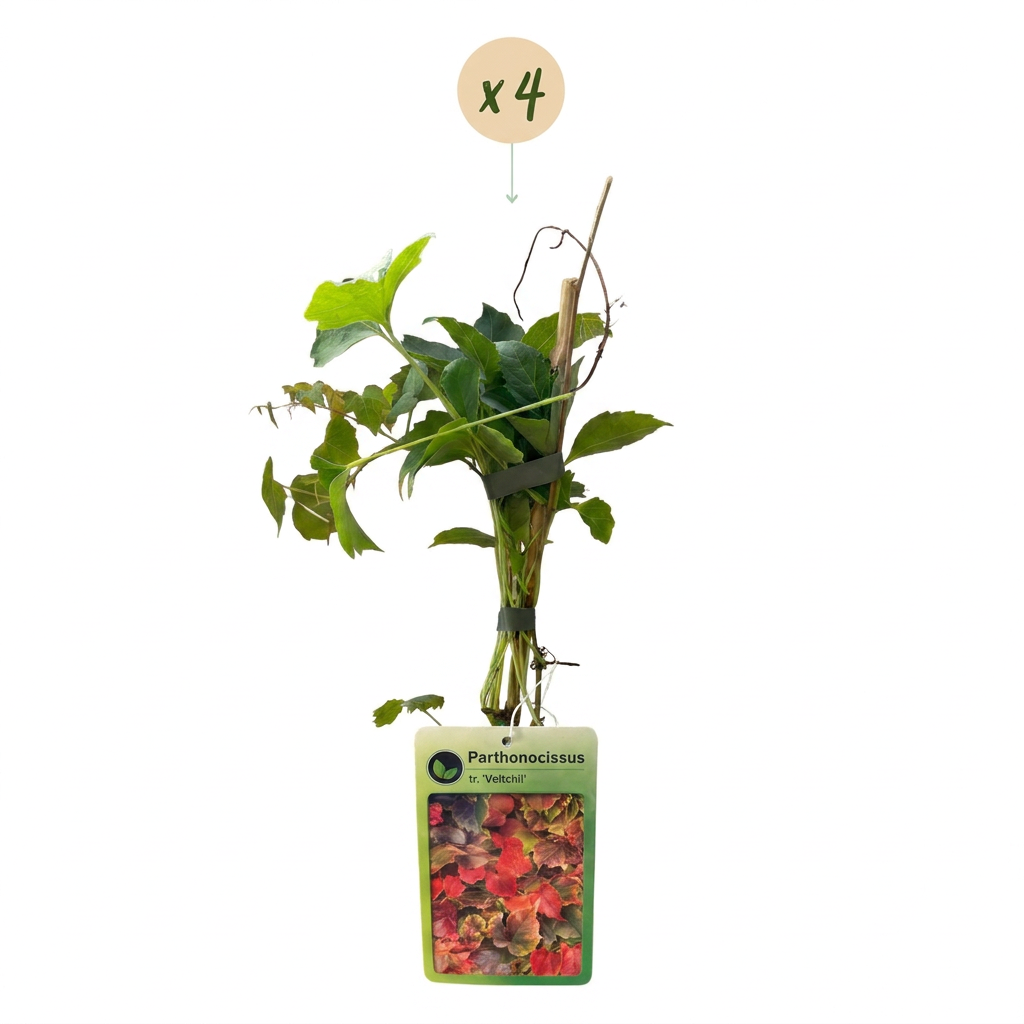 Vigne vierge de Boskoop (Parthenocissus tricuspidata) - grimpante au feuillage flamboyant