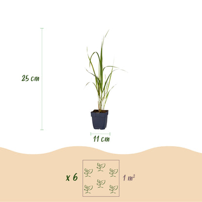 Molinia arund. Karl Foerster : illustration d'un plant avec ses dimensions (11 cm pot, 25 cm hauteur) et schéma de plantation pour 6 plants 