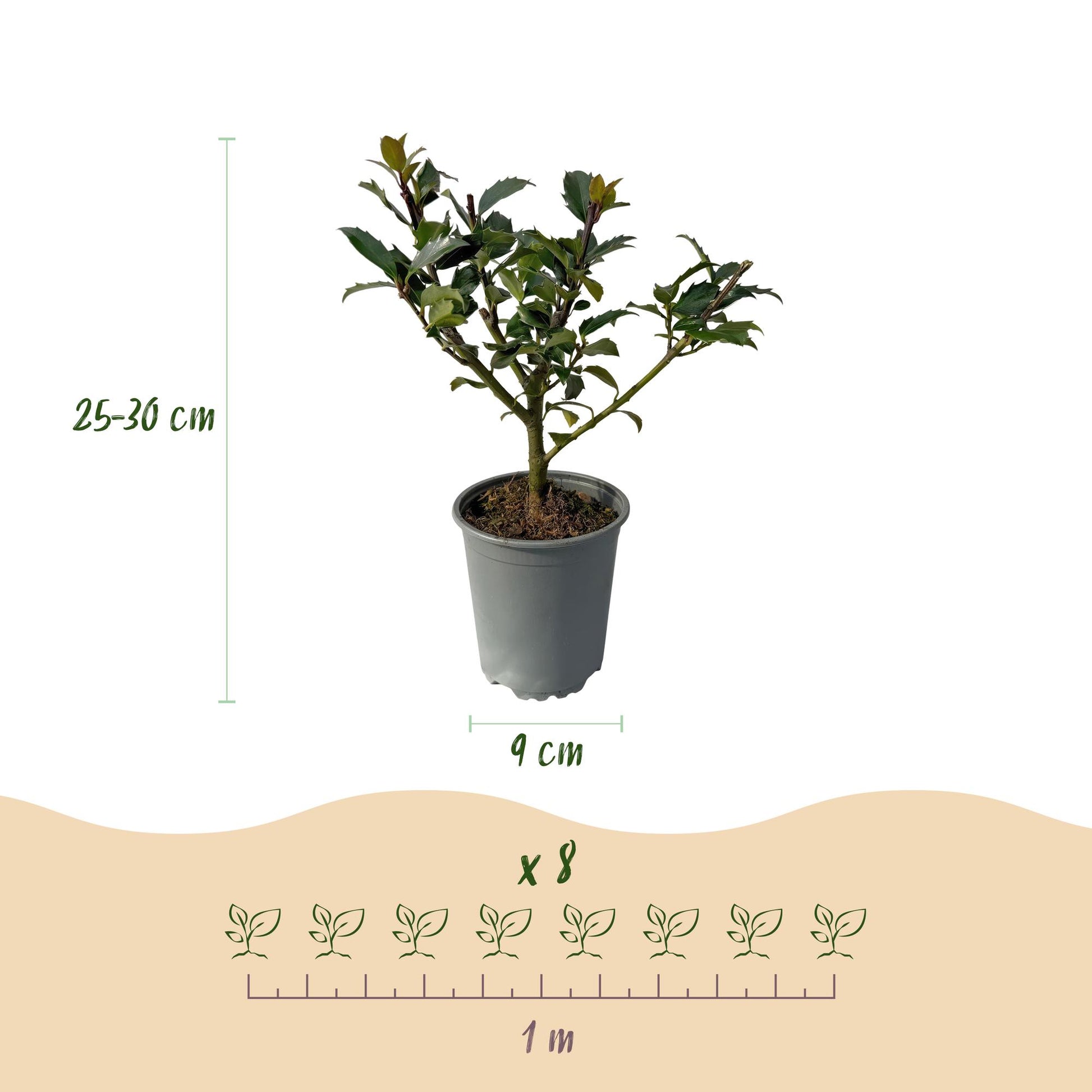Ilex Blue maid : Infographie détaillée montrant un plant en pot de 9 cm, sa hauteur de 25-30 cm, et un schéma indiquant 8 plants pour 1 mètr