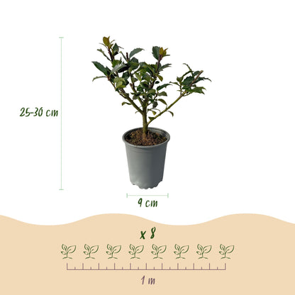 Ilex Blue maid : Infographie détaillée montrant un plant en pot de 9 cm, sa hauteur de 25-30 cm, et un schéma indiquant 8 plants pour 1 mètr