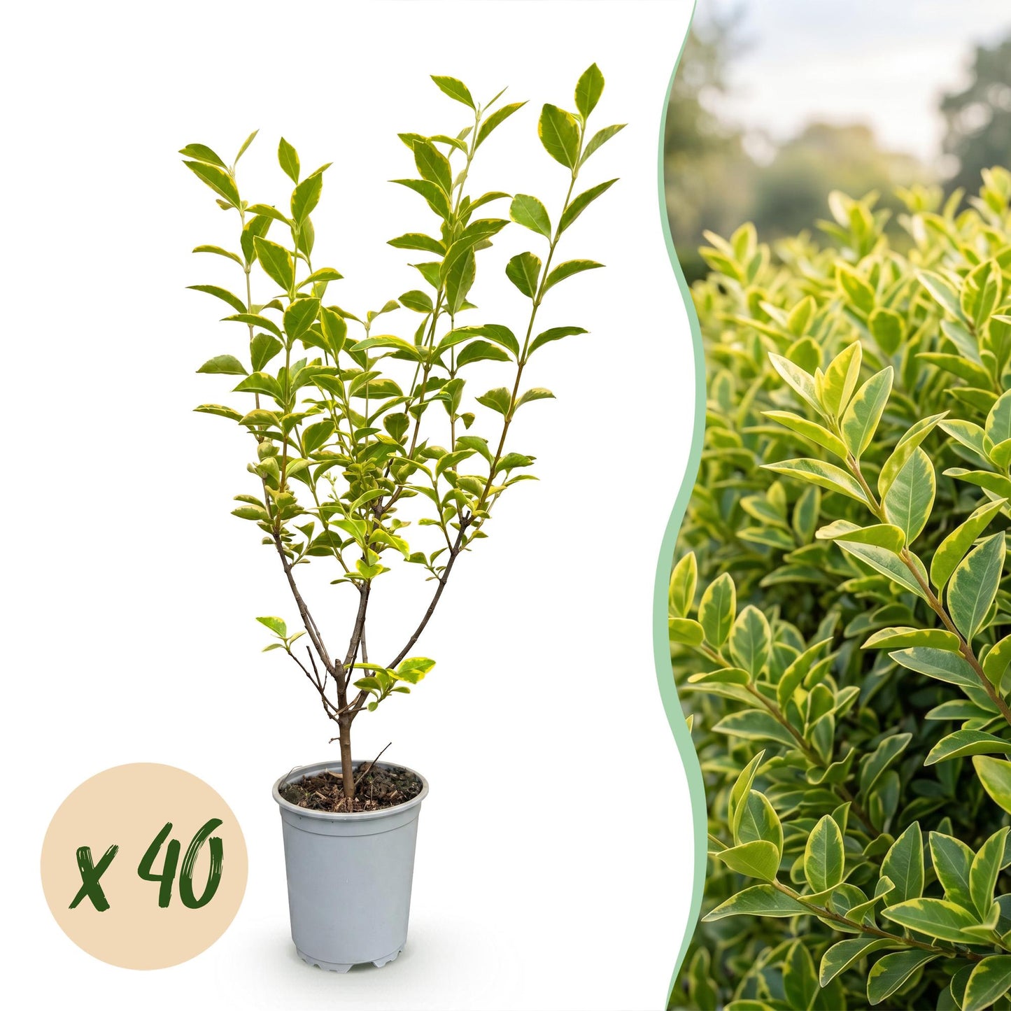 Ligustrum ovalifolium Aureum. Jeune plant en pot de Troène à feuillage panaché vert et jaune, avec bulle 'x 40' pour le lot.