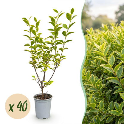 Ligustrum ovalifolium Aureum. Jeune plant en pot de Troène à feuillage panaché vert et jaune, avec bulle 'x 40' pour le lot.