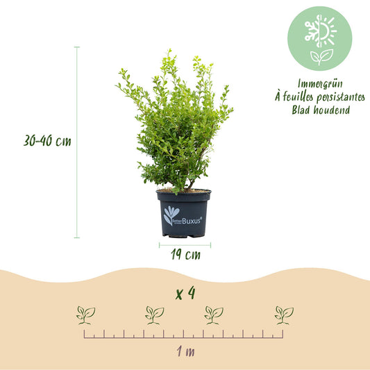 BetterBuxus Babylon Beauty. Infographie montrant un jeune plant en pot avec ses dimensions (30-40 cm de haut, pot de 19 cm de diamètre), et 
