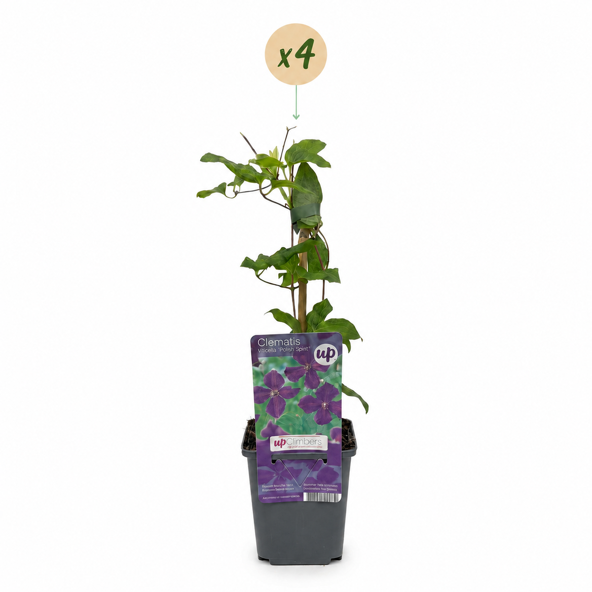 Clématite Viticella 'Polish Spirit' - lot de 4 plants, pot Ø9 cm