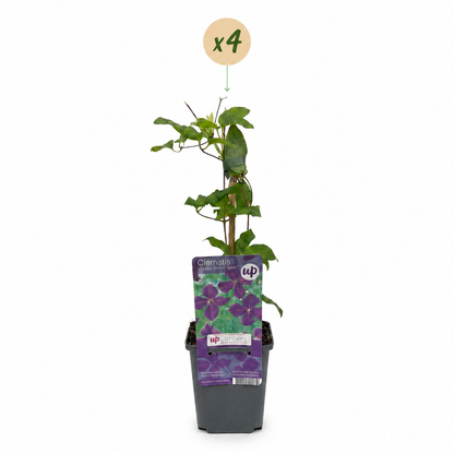 Clématite Viticella 'Polish Spirit' - lot de 4 plants, pot Ø9 cm