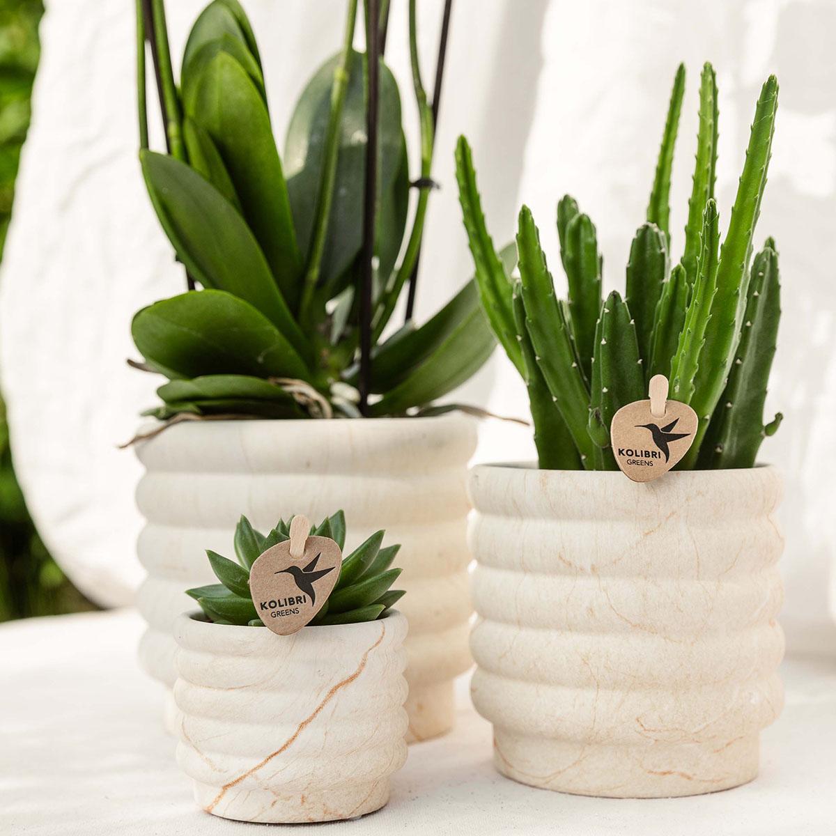 Orchidée Phalaenopsis blanche en pot