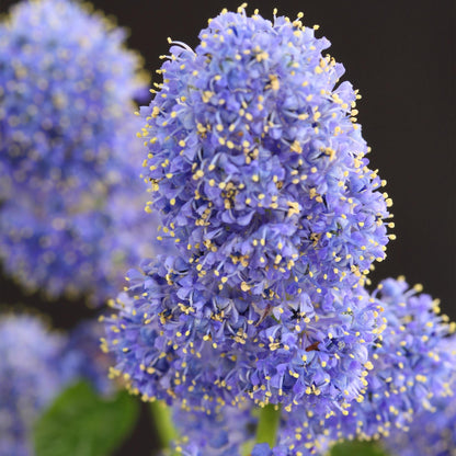 Céanothe thyrsiflorus Repens, gros plan sur ses charmantes fleurs violettes aux cœurs jaunes, parfaites pour la terrasse.