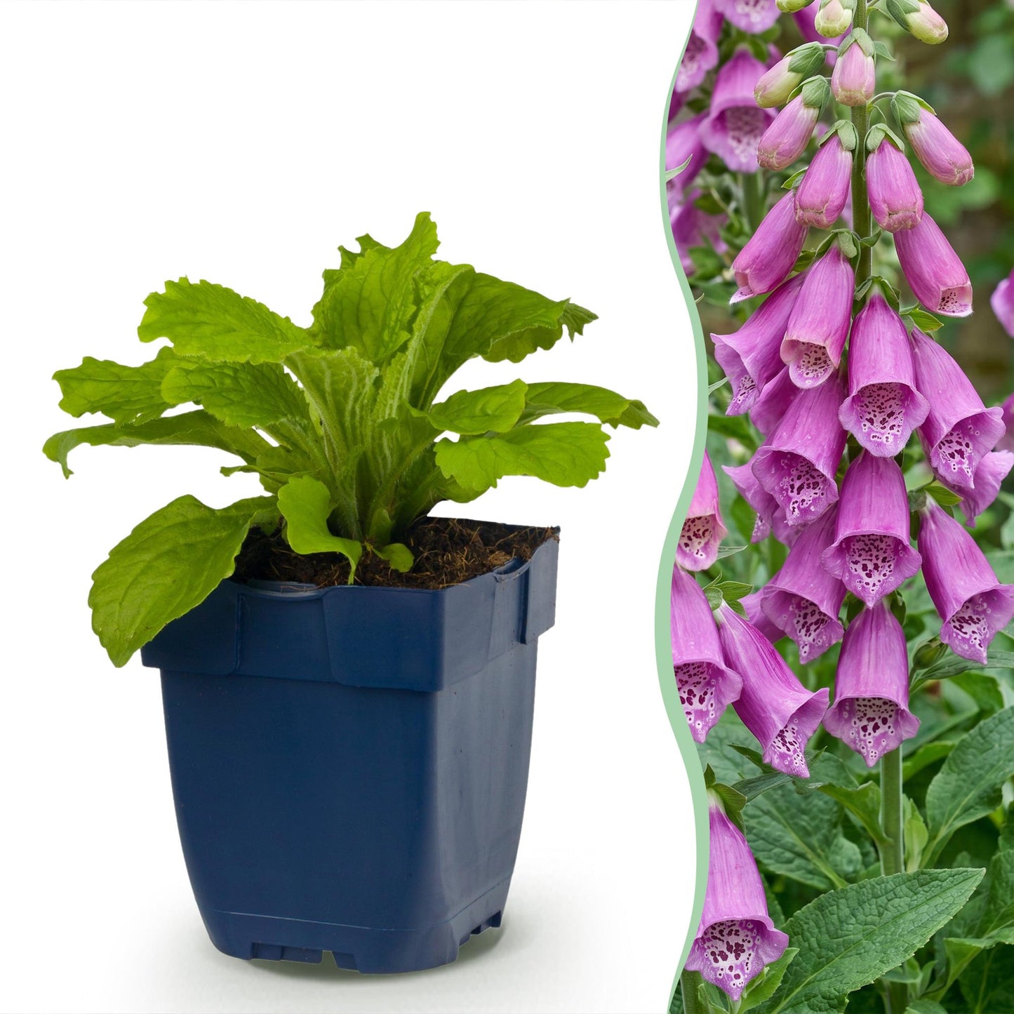 Digitalis purpurea Dalmatian Purple. Jeune plant en pot à côté d'une haie fleurie aux clochettes violettes et blanches.