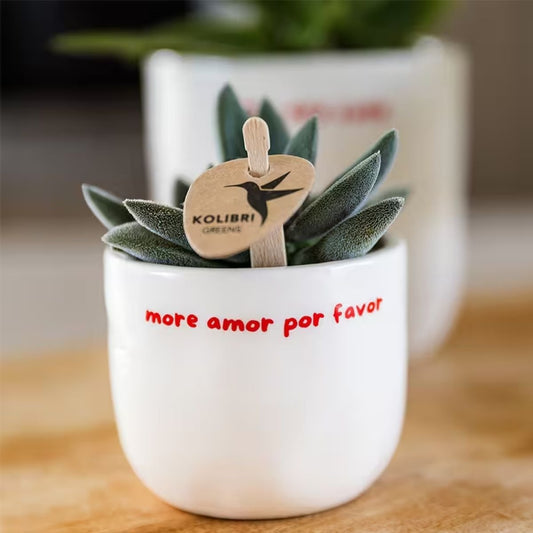 Cache-pot céramique « More Amor Por Favor » - un message d'amour à offrir - mise en scène avec une plante