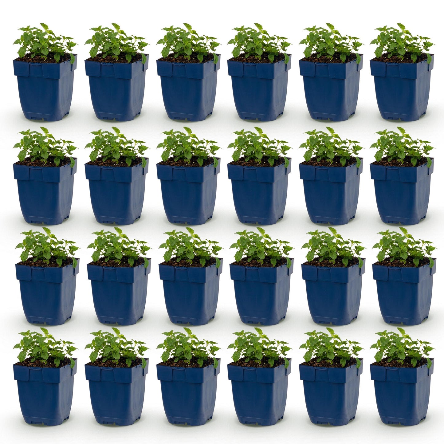 Nepeta faassenii Snowflake. Vingt-quatre plants d'herbe à chat avec de jeunes feuilles vertes, en pots bleus, alignés sur fond blanc. Idéal 