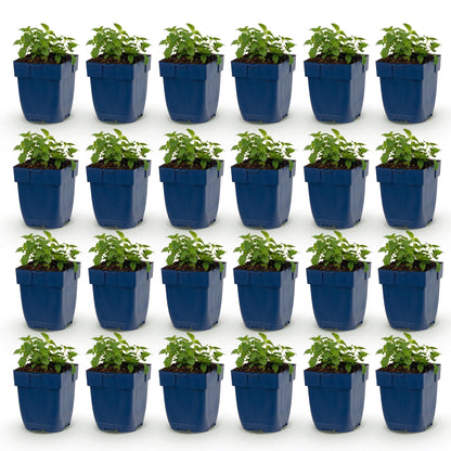 Nepeta faassenii Snowflake. Vingt-quatre plants d'herbe à chat avec de jeunes feuilles vertes, en pots bleus, alignés sur fond blanc. Idéal 
