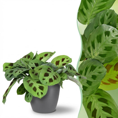 Plante d'intérieur - Maranta Fascinator Kerchoveana - Plante zèbre - Plante amicale pour les animaux - Vert - 1 Plante - avec Pot Gris - Pot 12cm - Hauteur 25cm