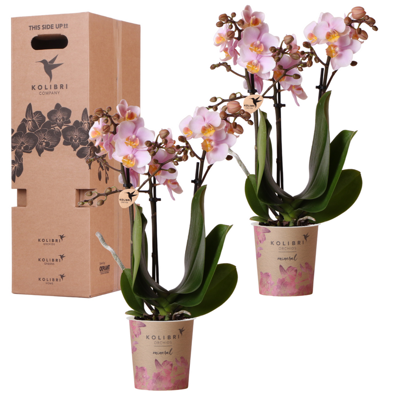 Orchidée Phalaenopsis (Phalaenopsis) - Boîte surprise Set de 2 orchidées