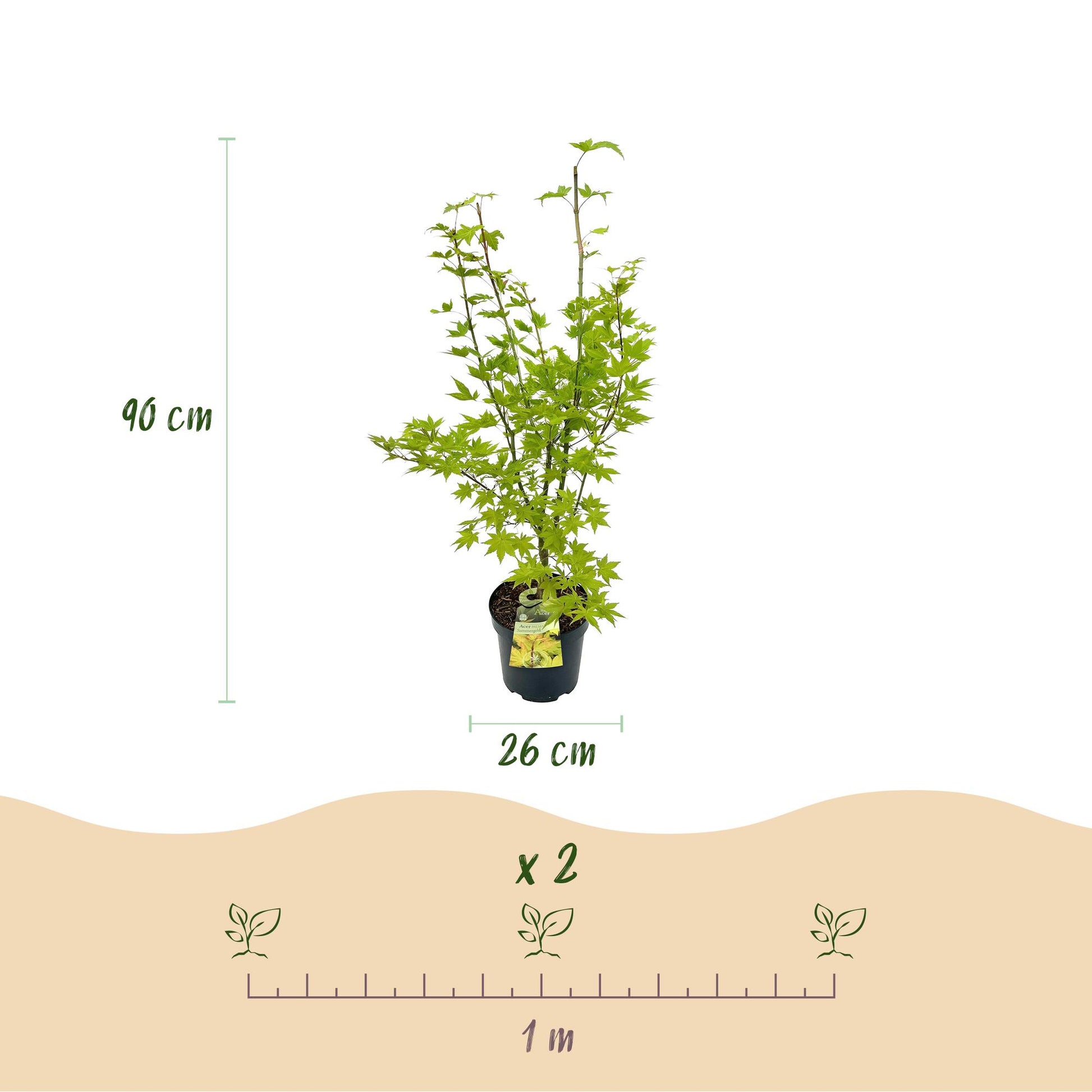 Acer palmatum Summergold. Érable japonais caduc, pot de 26 cm de diamètre, hauteur du plant 90 cm. Indication de plantation de 2 plants par 