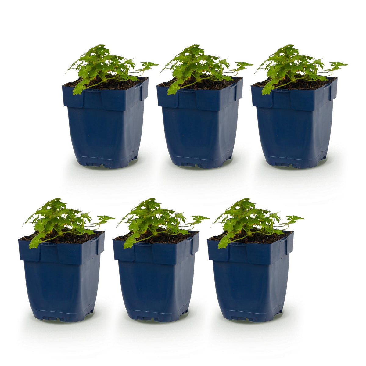 Géranium 'Spessart' - lot de 6 plants en pot de 11 cm