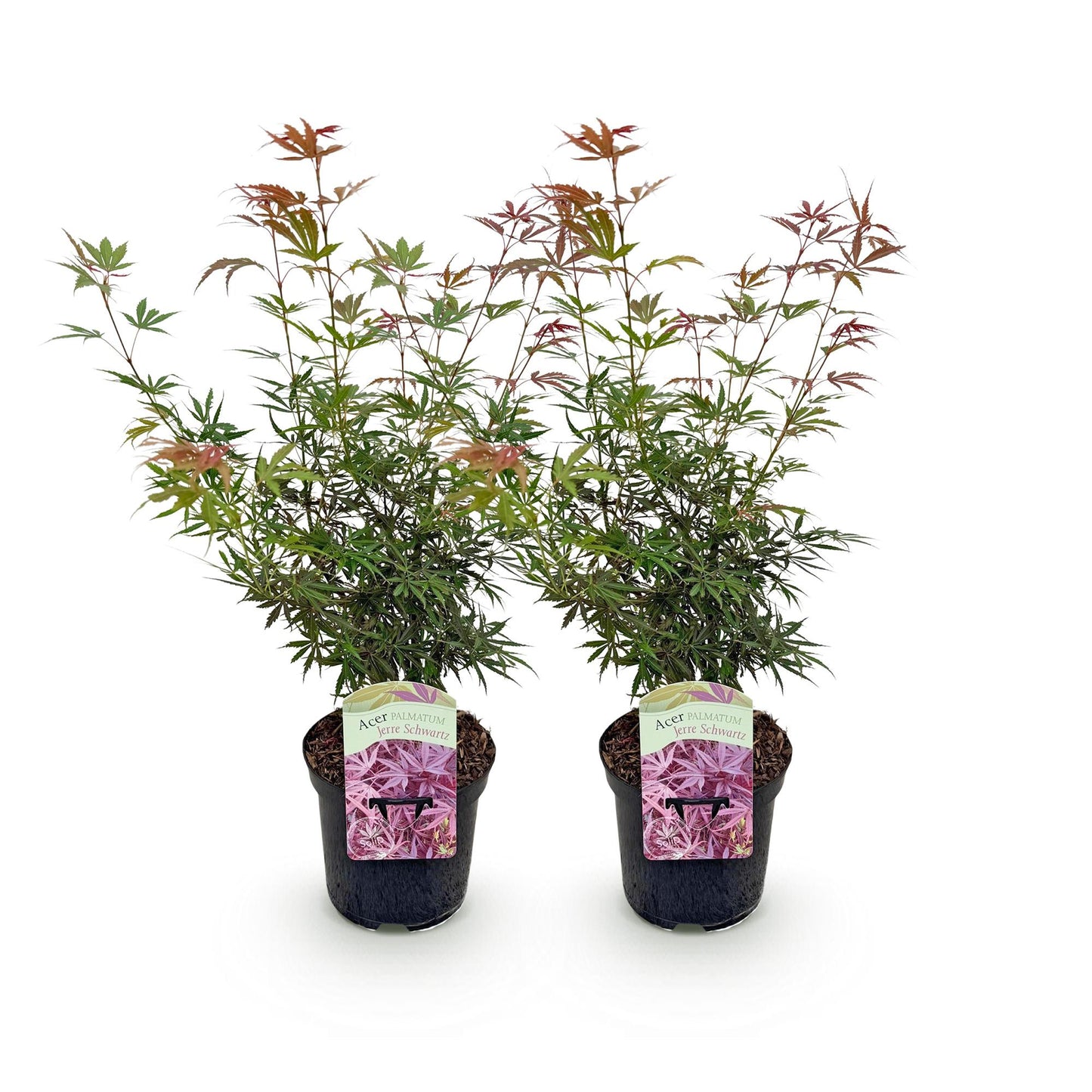 Érable du Japon Acer palmatum Jerre Swarts, lot de deux plants en pot de 19cm sur fond blanc.
