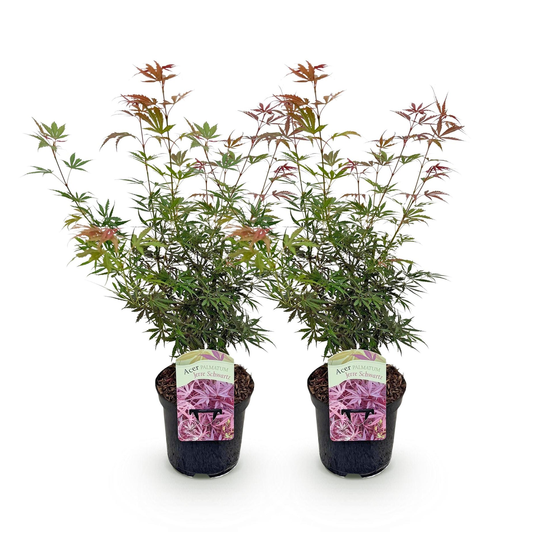 Érable du Japon Acer palmatum Jerre Swarts, lot de deux plants en pot de 19cm sur fond blanc.