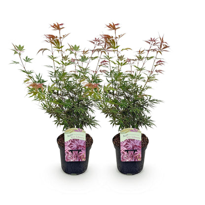 Érable du Japon Acer palmatum Jerre Swarts, lot de deux plants en pot de 19cm sur fond blanc.
