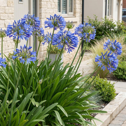 Agapanthe bleue au jardin, Agapanthus africanus