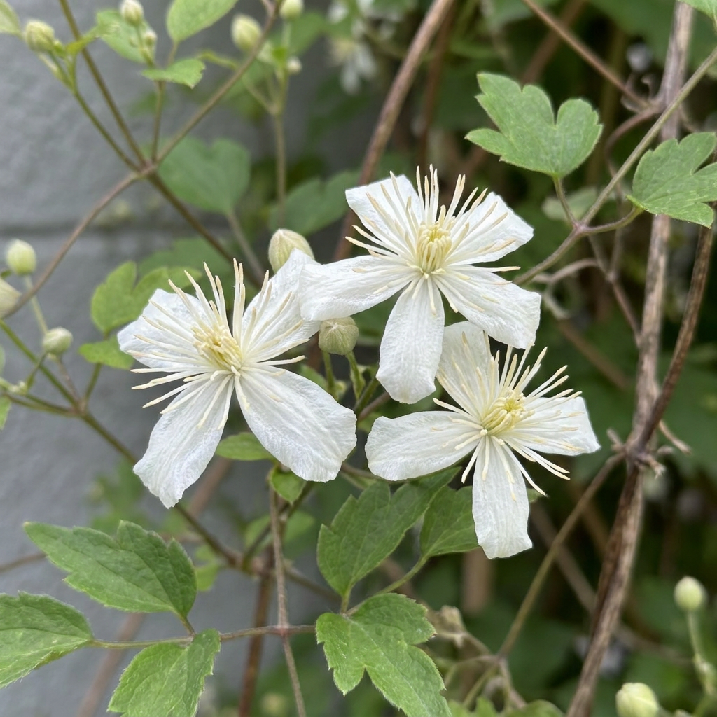 Clématite des haies (Clematis vitalba) - grimpante parfumée