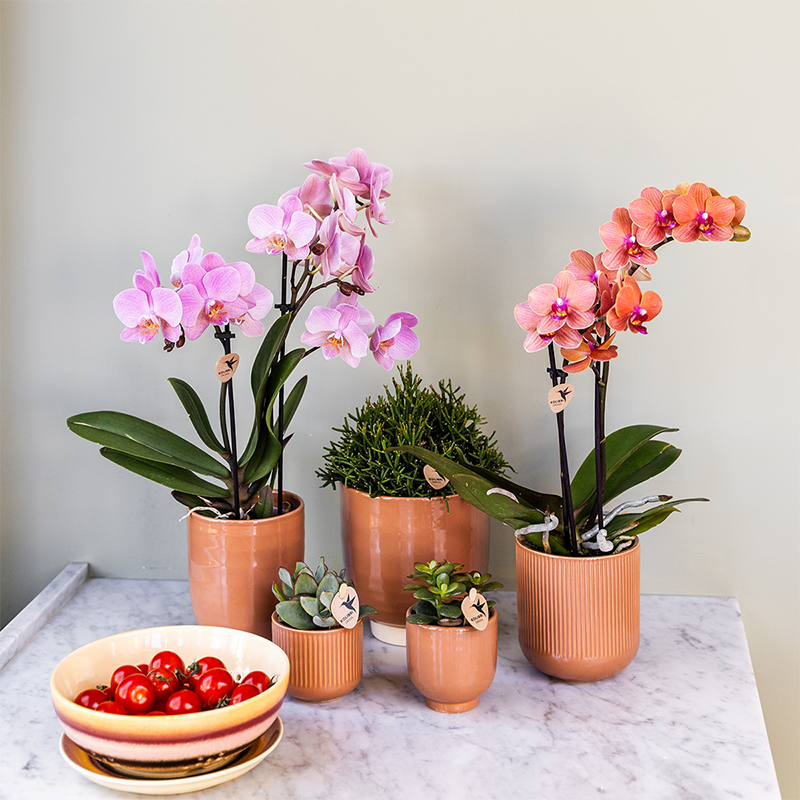 Lot de 4 orchidées Phalaenopsis 'Trévise' rose antique - Pot 9 cm