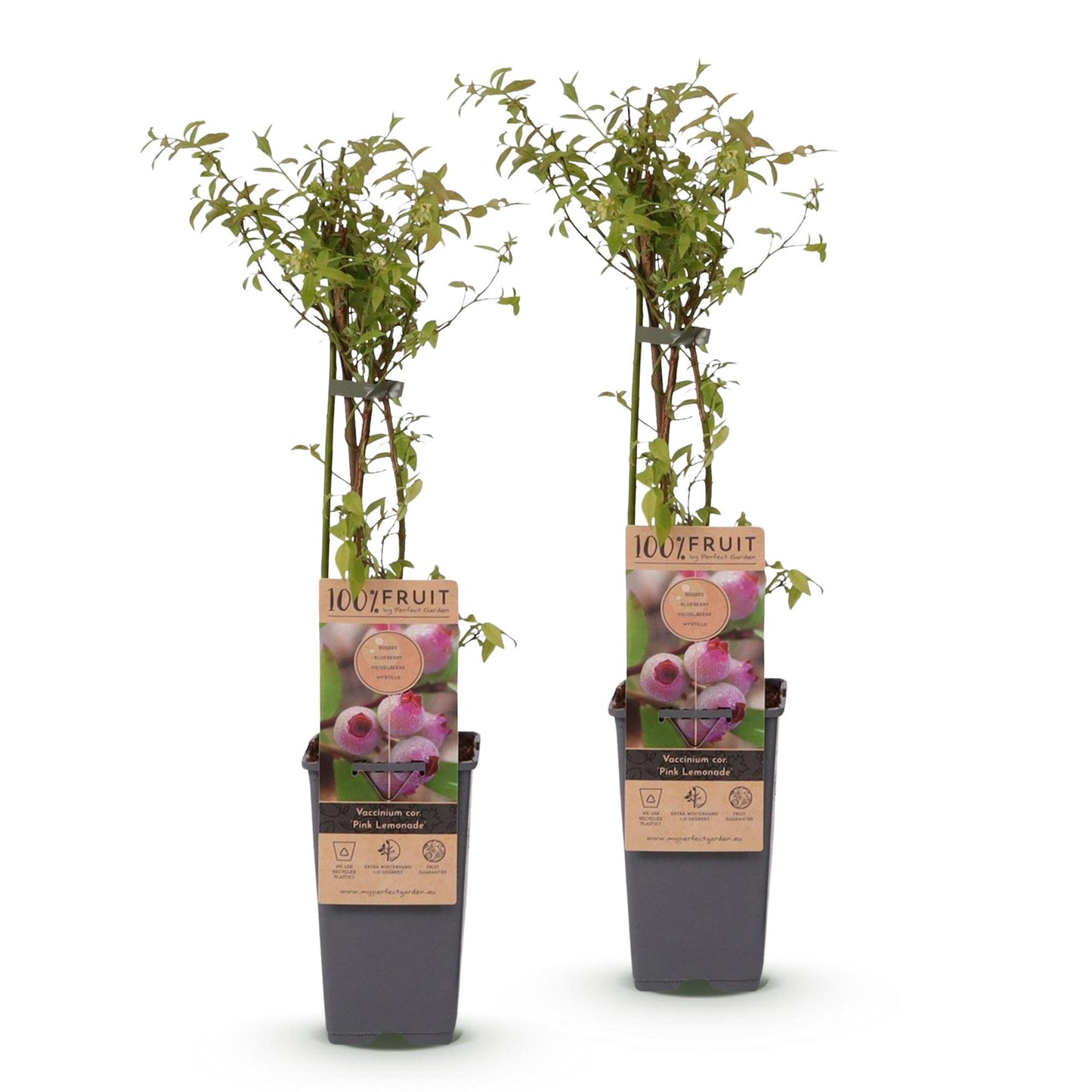Vaccinium cor. Pink Lemonade - Myrtille rose. Deux plants en pots noirs, avec des étiquettes montrant des myrtilles roses.