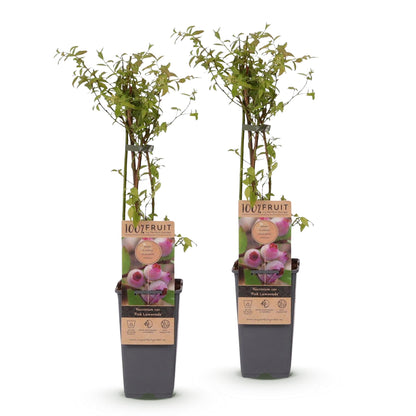 Vaccinium cor. Pink Lemonade - Myrtille rose. Deux plants en pots noirs, avec des étiquettes montrant des myrtilles roses.