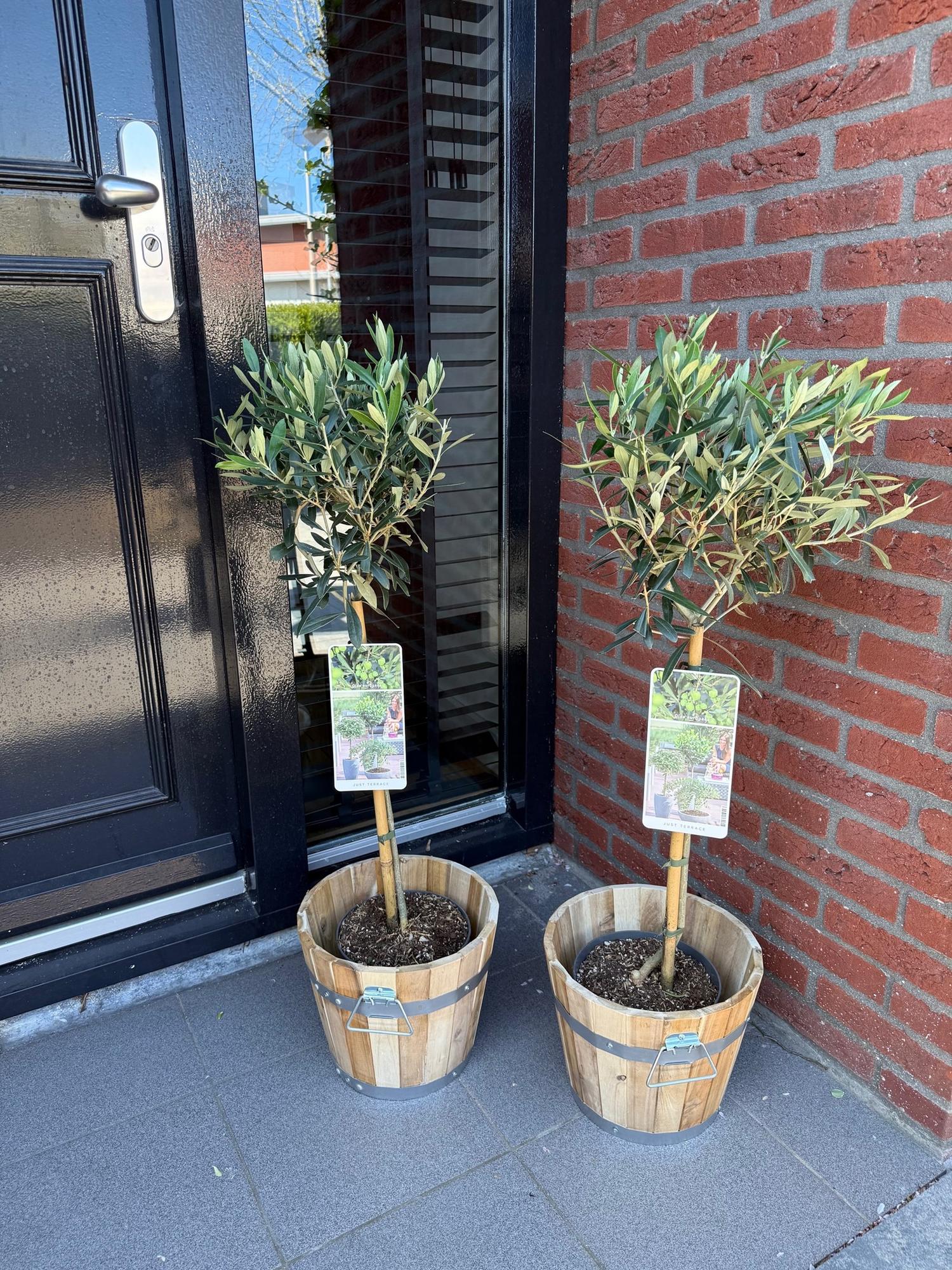 Olea Europaea : Deux oliviers sur tige dans des bacs en bois, posés devant une porte noire et un mur de briques rouges.