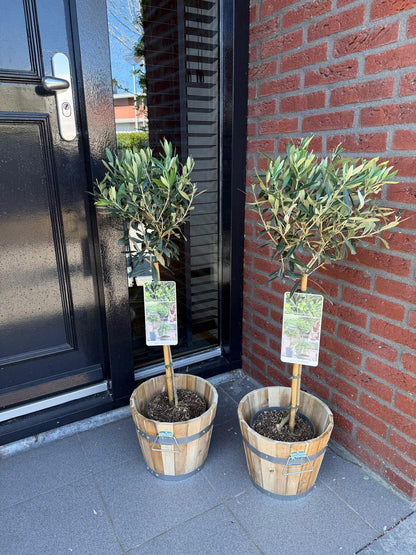 Olea Europaea : Deux oliviers sur tige dans des bacs en bois, posés devant une porte noire et un mur de briques rouges.