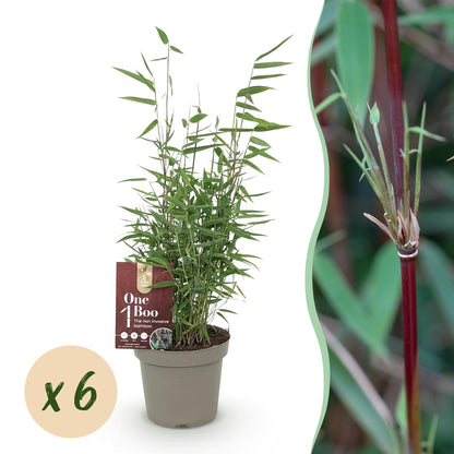 Bambou Fargesia Red Dragon, 6 plants en pot. La photo présente un plant en pot avec une pastille 'x6' indiquant la quantité.