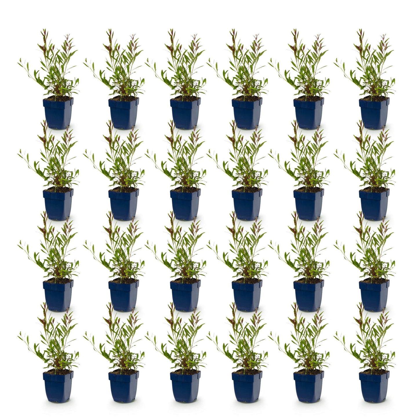 Gaura lindh. Whirling Butterflies, lot de vingt-quatre plants en pot bleu sur fond blanc, prêts à être plantés.