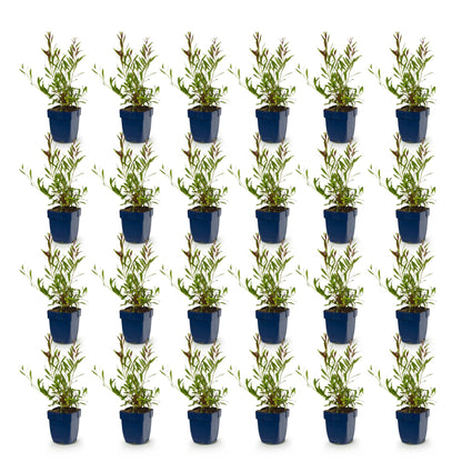 Gaura lindh. Whirling Butterflies, lot de vingt-quatre plants en pot bleu sur fond blanc, prêts à être plantés.