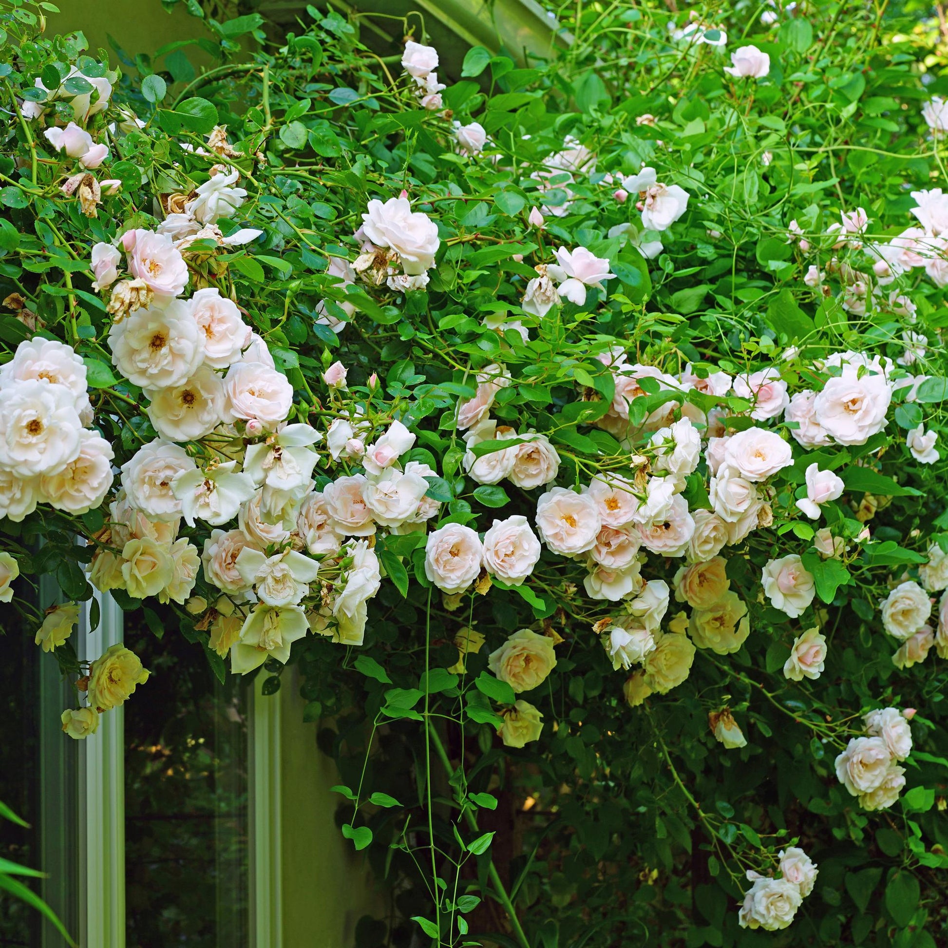 Rosa New Dawn, rosier grimpant aux fleurs rose clair, en pleine floraison sur une façade, apportant charme et couleur.