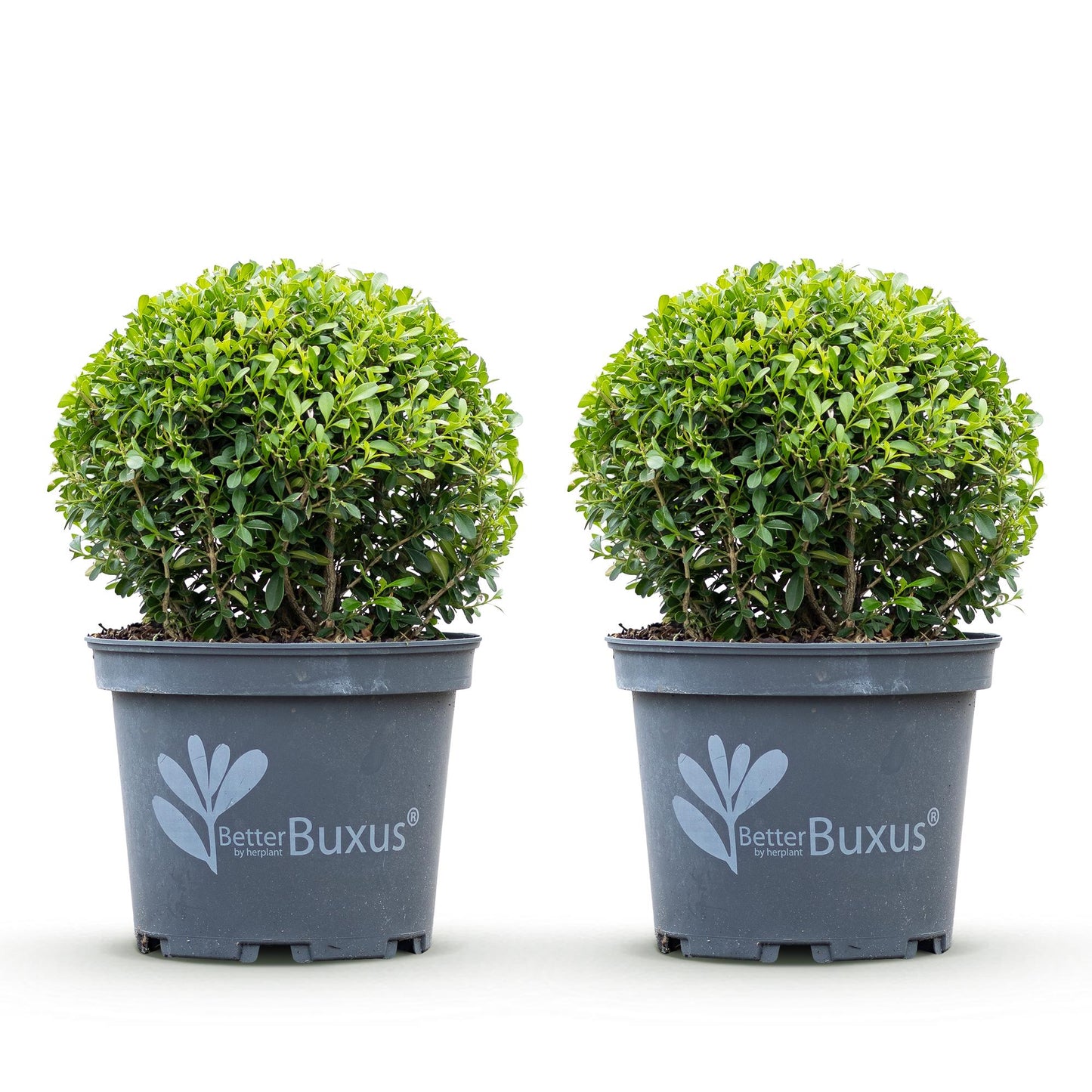 Buxus Boule BetterBuxus Skylight en pot de 23cm, deux plants ronds à feuillage vert dense, sur fond blanc. Résistant à la pourriture.