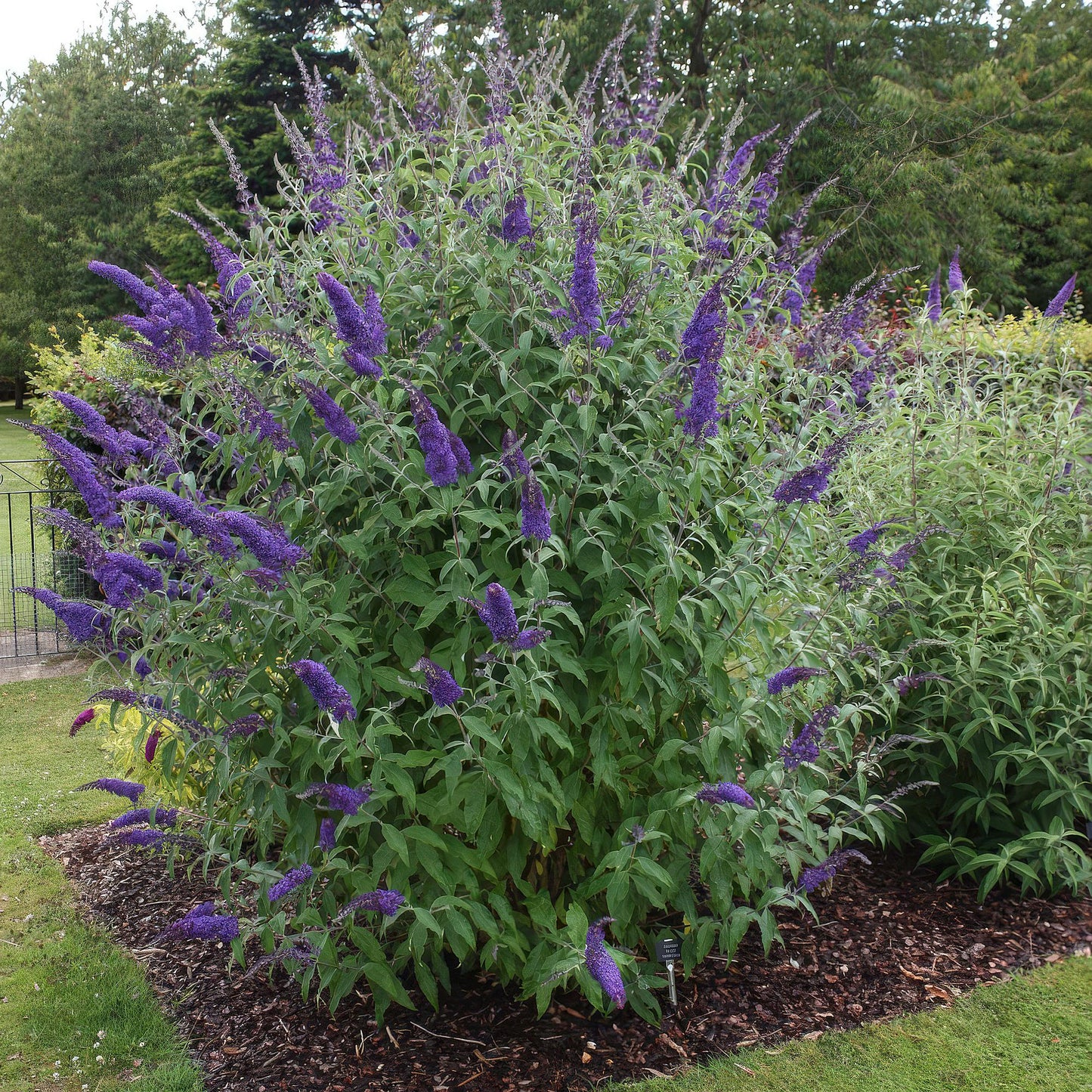 Buddleja davidii Empire Blue, arbre à papillons, en pleine floraison avec ses épis de fleurs violettes intenses, planté en massif dans un ja