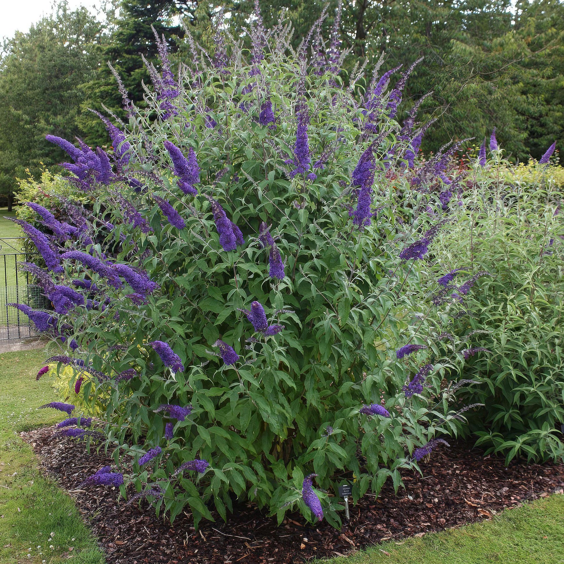 Buddleja davidii Empire Blue, arbre à papillons, en pleine floraison avec ses épis de fleurs violettes intenses, planté en massif dans un ja