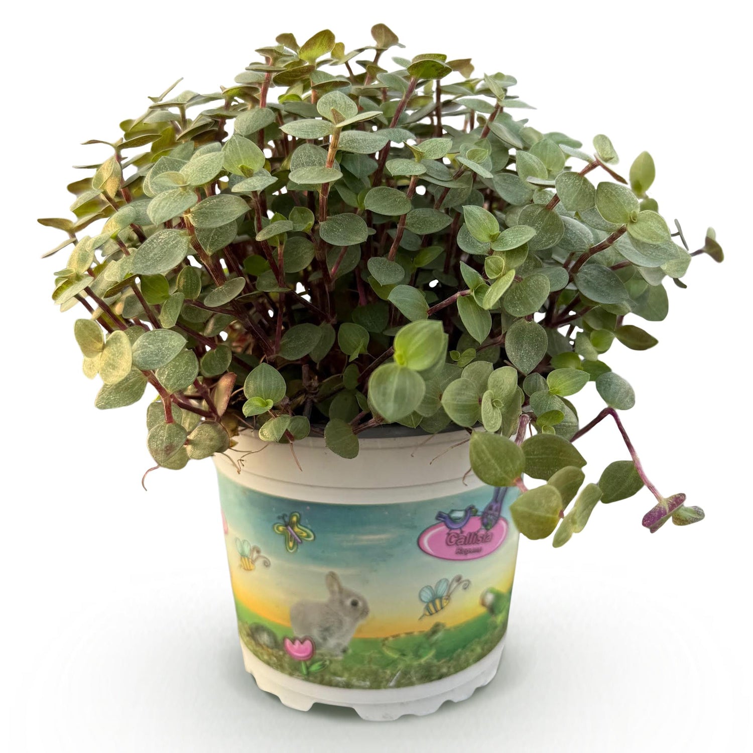 Calissia repens - Plante tortue - Plante - Pet-friendly - Pot de 12cm - Hauteur 14cm - plantandstories