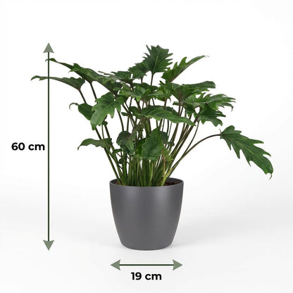 Plante d'intérieur - Philodendron - Philodendron Xanadu - Vert - Entretien facile - 1 Plante - avec Potter Gris - Pot 19cm - Hauteur 60cm