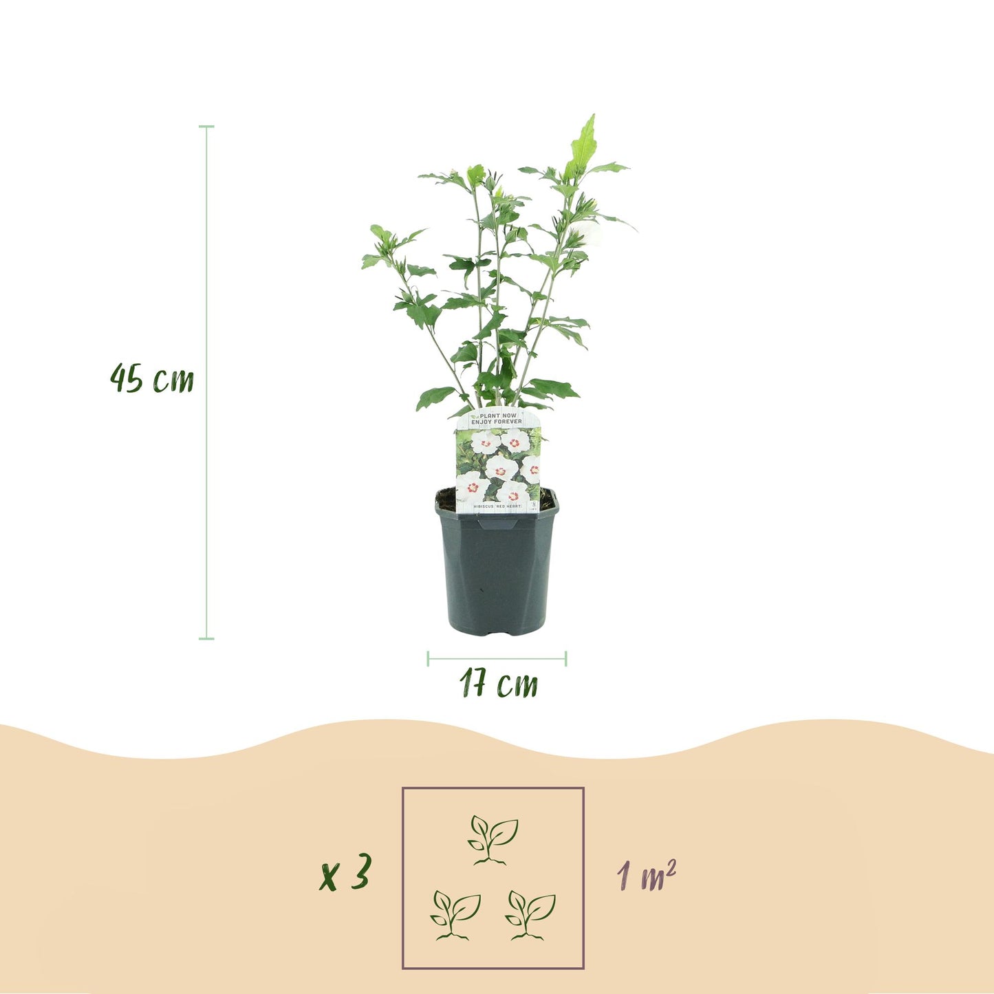 Hibiscus syriacus Red Heart. Schéma de la plante avec ses dimensions : hauteur 45 cm, pot 17 cm. Indication de plantation de 3 plants pour 1