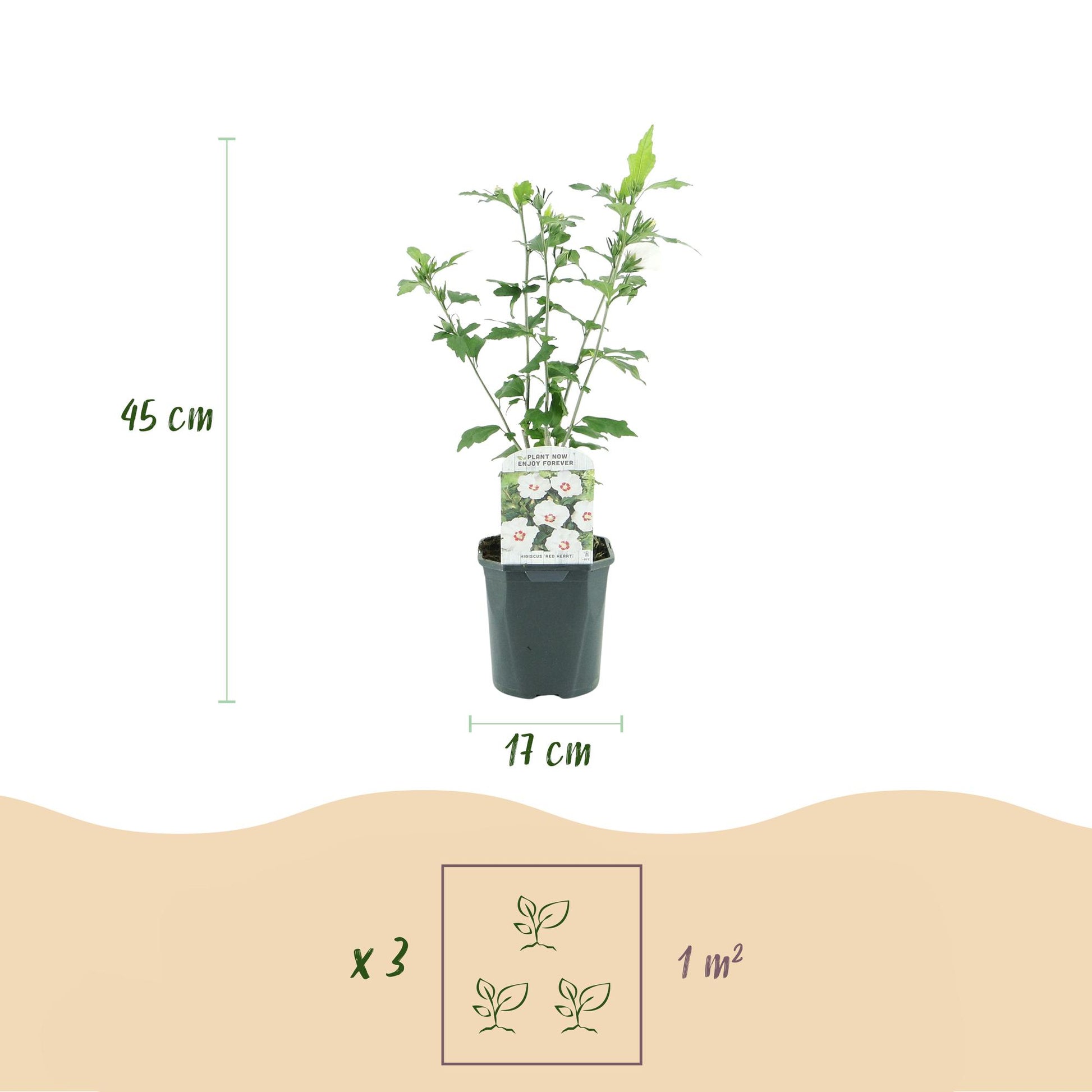 Hibiscus syriacus Red Heart. Schéma de la plante avec ses dimensions : hauteur 45 cm, pot 17 cm. Indication de plantation de 3 plants pour 1