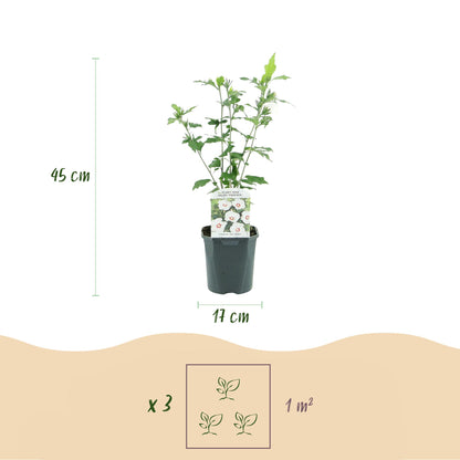 Hibiscus syriacus Red Heart. Schéma de la plante avec ses dimensions : hauteur 45 cm, pot 17 cm. Indication de plantation de 3 plants pour 1