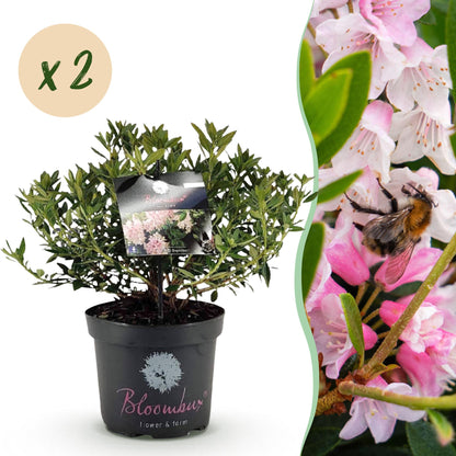 Rhododendron Bloombux Light Pink en pot de 23cm et hauteur 45-55cm, avec bulle "x2", et gros plan sur ses fleurs roses avec un bourdon.