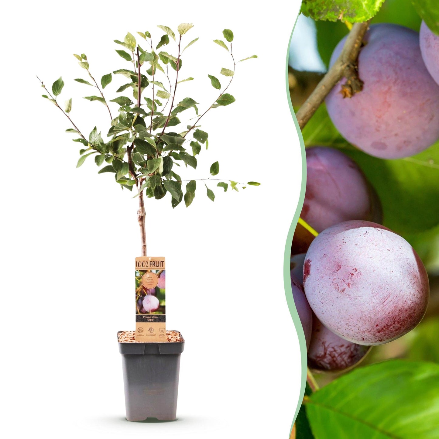Prunier Opal. Jeune plant en pot avec des feuilles vertes, et en fond de belles prunes rouges-violettes sur une branche feuillue.