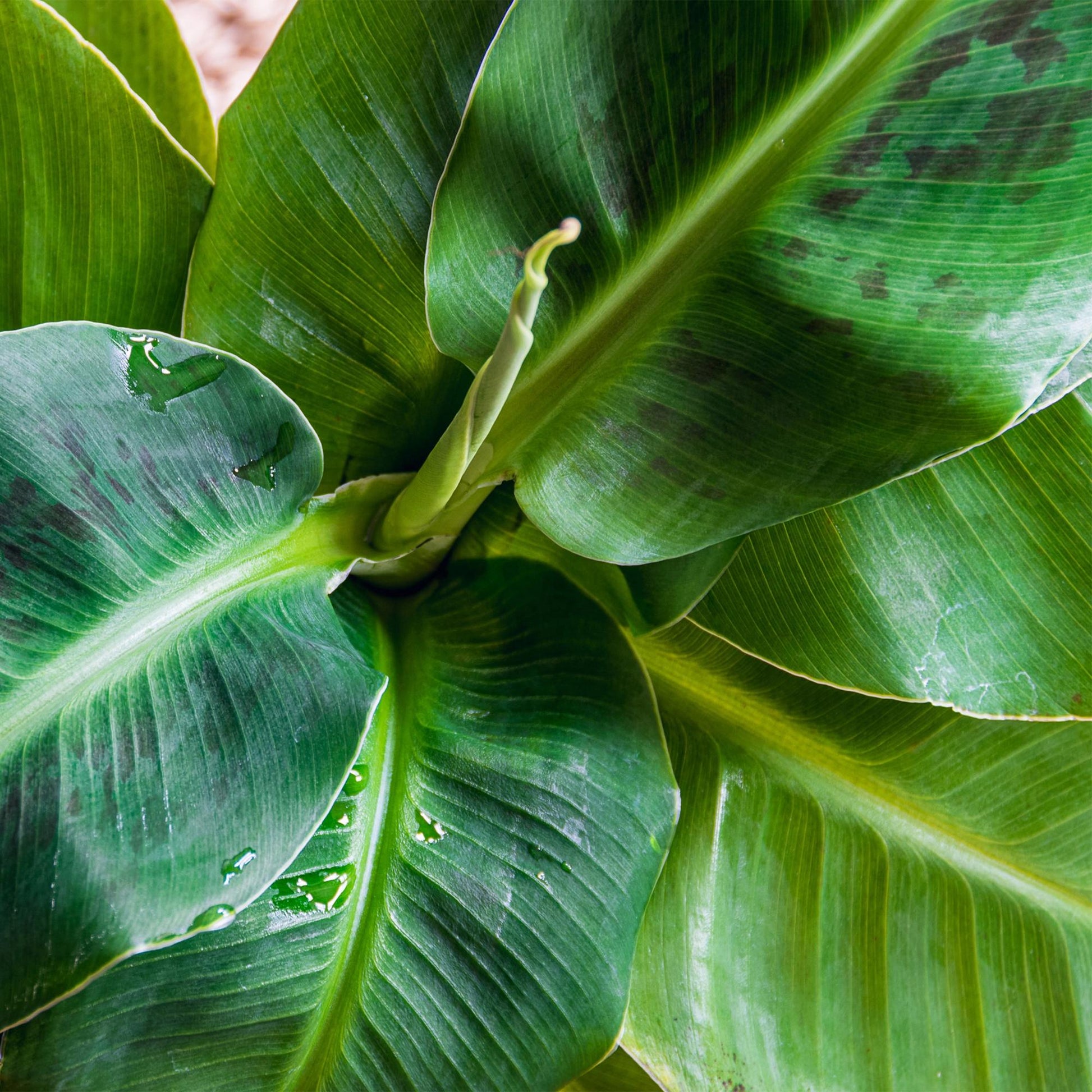 Vue de dessus d'une Musa acuminata Nain Cavendish avec ses grandes feuilles vertes et ses motifs sombres