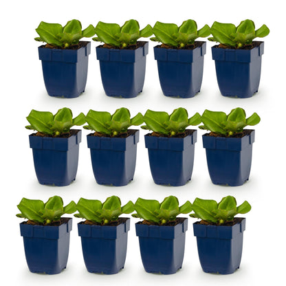 Bergenia cordifolia, lot de 12 plants en pots bleus, avec feuillage vert luxuriant, parfaits pour les zones ombragées du jardin.