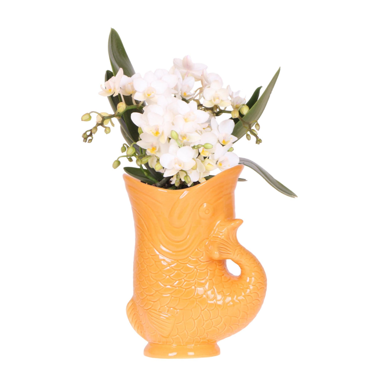 Orchidée Phalaenopsis blanche avec cache-pot Poisson orange