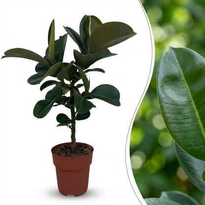Plante d'intérieur - Caoutchouc - Ficus Elastica Cloe - Vert - Peu d'entretien - 1 Plante - Pot 19cm - Hauteur 65cm