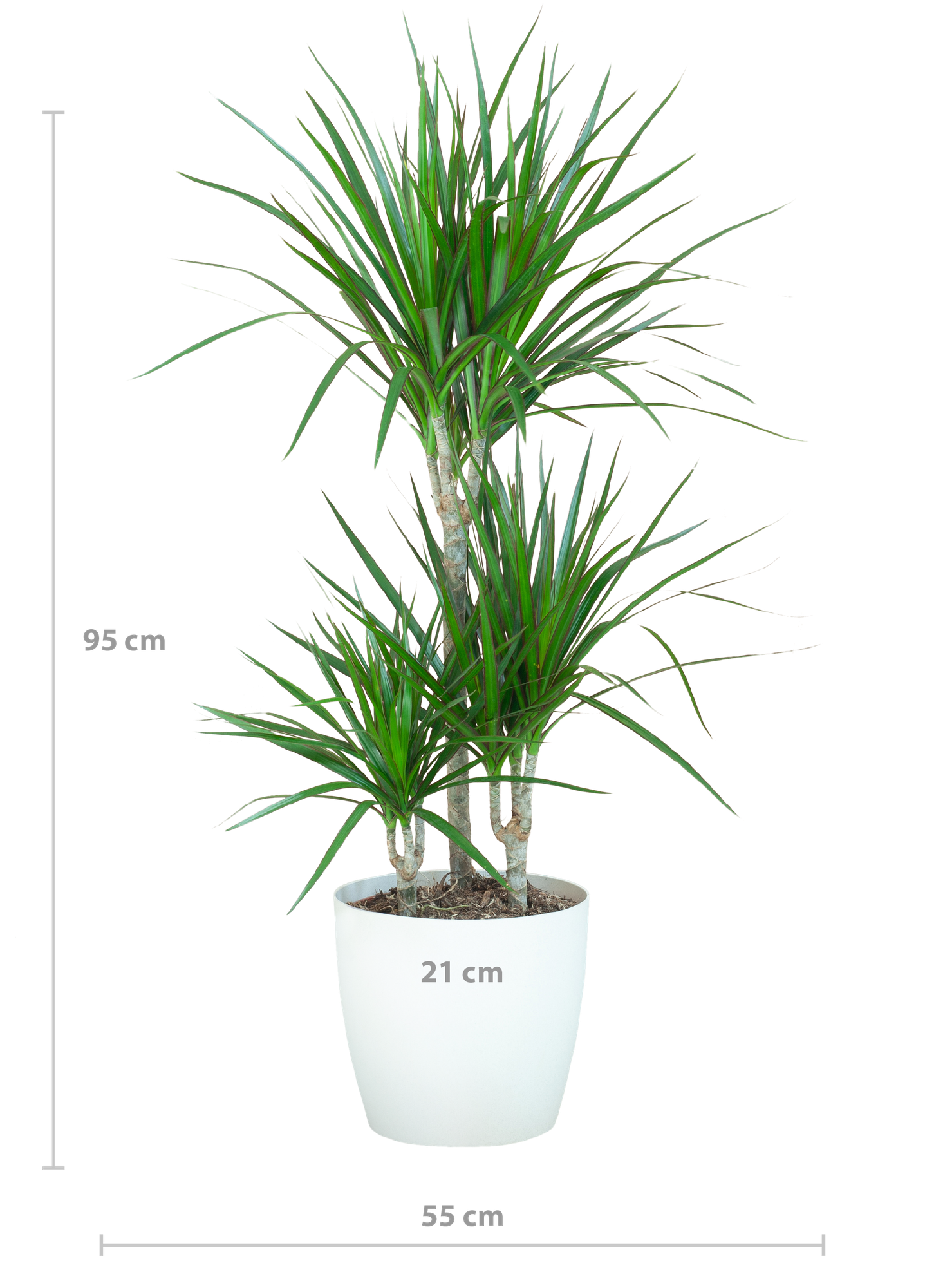 Dracaena Marginta avec Potter Blanc - 95cm - Ø21