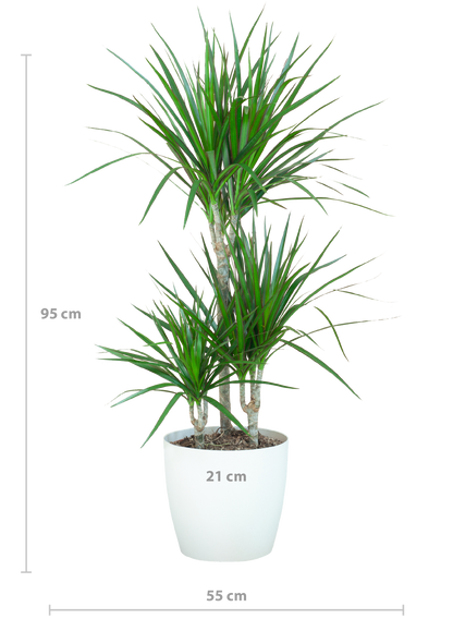 Dracaena Marginta avec Potter Blanc - 95cm - Ø21
